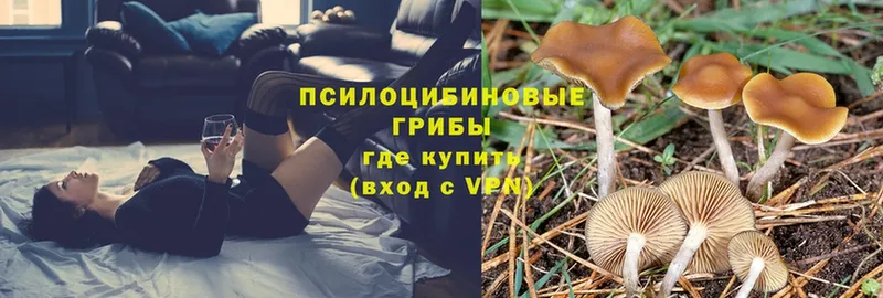 Галлюциногенные грибы Cubensis  дарнет шоп  Ковров 